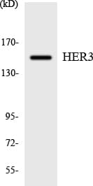 ERBB3 / HER3 Antibody (aa1275-1324)