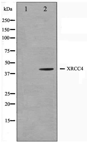 Polyclonal Rabbit anti-Human XRCC4 Antibody (WB)