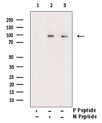 KCNB1 / Kv2.1 Antibody (phospho-Ser805)