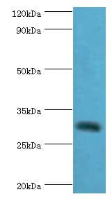 Polyclonal Rabbit anti-Human CLEC12A / CD371 Antibody (aa66-265, IHC, WB)