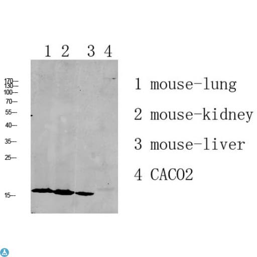 RPL35 / Ribosomal Protein L35 Antibody