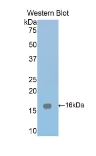 LRPAP1 Antibody (aa241-358)