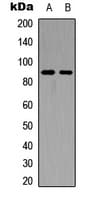 FGFR4 Antibody (C-Terminus)