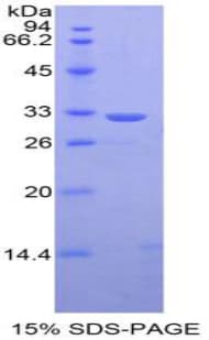 Mouse STAT1 Protein (Recombinant His, N-Terminal)