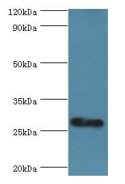 C14orf166 Antibody (aa1-244)