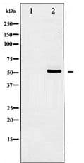 HDAC2 Antibody