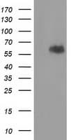 EXD1 Antibody (clone OTI2G5, Carrier-free)