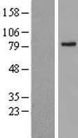 ABCD2 / ALDR Protein (Over-Expression Lysate Myc-DDK (Flag))