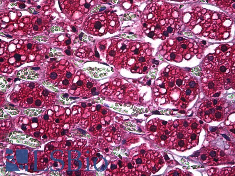 PathPlus™ PSAP / Prosaposin Antibody (clone 1D1-C12)