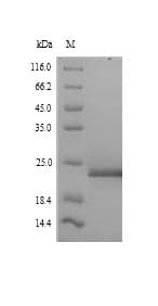 Arabidopsis thaliana FACT Complex Subunit SPT16 Protein (Recombinant 6His, N-terminus)