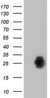 Monoclonal Mouse anti-Human ZFAND2B Antibody (clone OTI1G9, IF, WB)