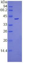 Mouse Osteocalcin Protein (Recombinant His-GST)
