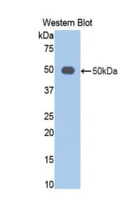ENO2 / NSE Antibody (aa2-434, Cy3)