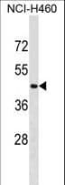 CRLF3 Antibody (aa305-331)
