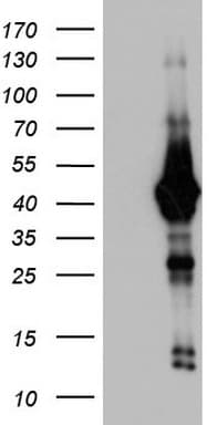 H2AFY2 Antibody (aa2-261, clone OTI1E9)