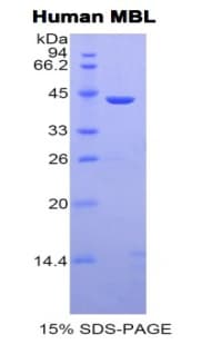 Human MBL2 / Mannose Binding Protein (Recombinant His-GST)