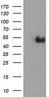 LHX1 Antibody (clone OTI2A4)