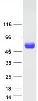 Human EGFR Protein (Recombinant Myc-DDK (Flag))