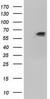 IGF2BP2 Antibody (clone OTI4C4, Carrier-free)