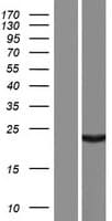 ALKBH6 Protein (Over-Expression Lysate Myc-DDK (Flag))