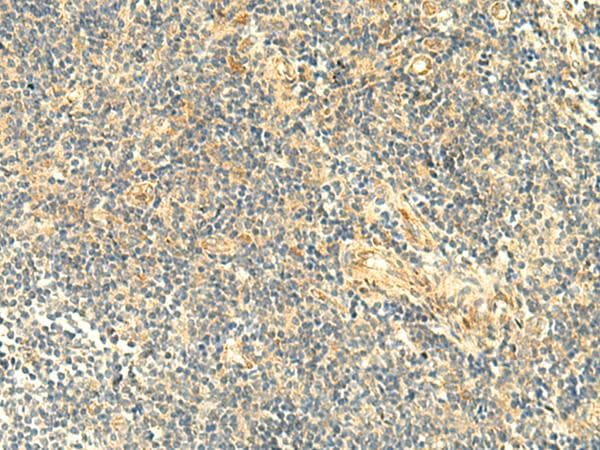 ASB6 Antibody