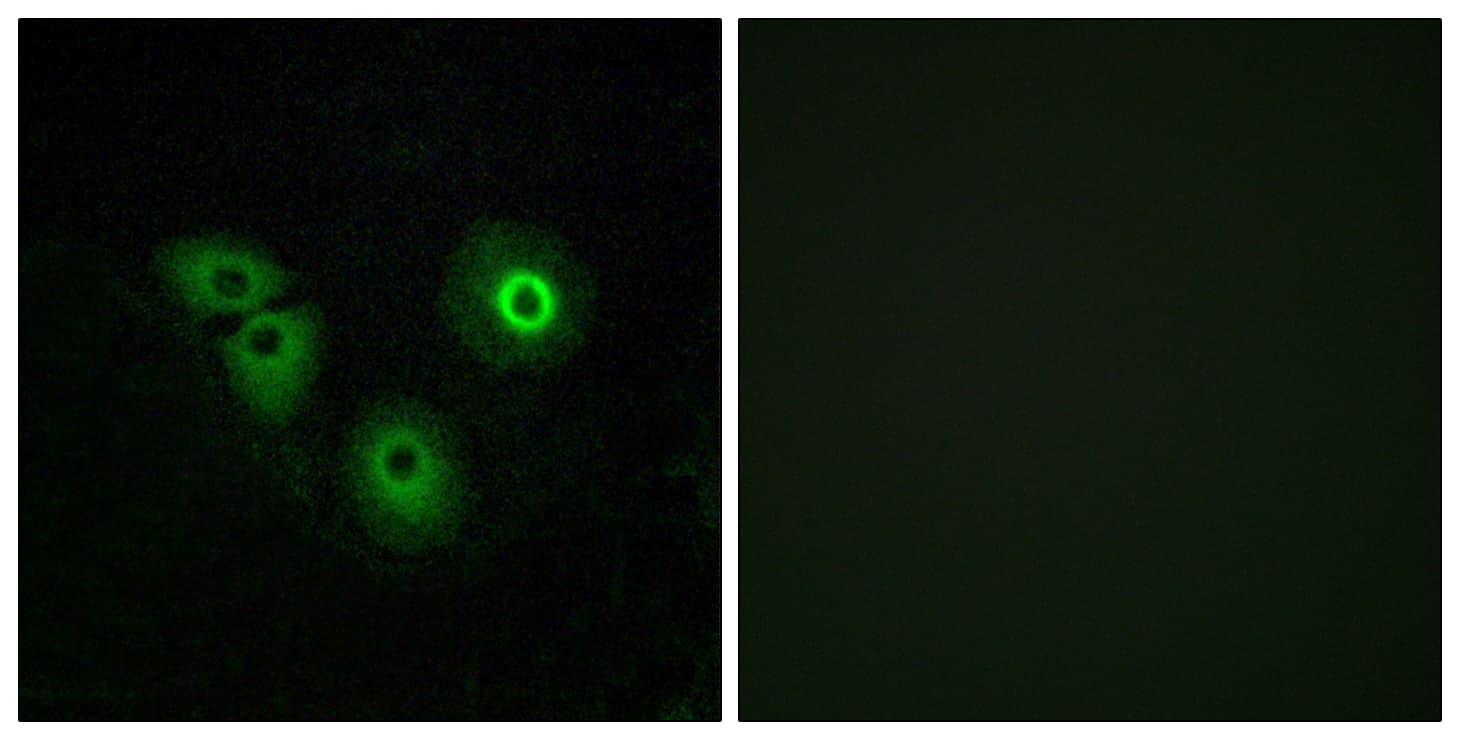 OR4A15 Antibody (aa261-310)