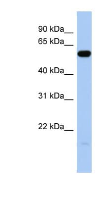 ILDR1 Antibody (C-Terminus)