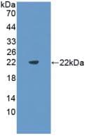 FLT3LG / Flt3 Ligand Antibody (PE)