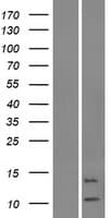 KRTAP19-6 Protein (Over-Expression Lysate Myc-DDK (Flag))