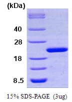 Human PPIF / Cyclophilin F Protein (Recombinant His)