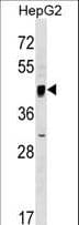 SERINC2 Antibody (aa289-316)