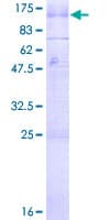 Human GABBR1 / GABA B Receptor 1 Protein (Recombinant GST)