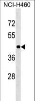 TOR3A Antibody (aa187-213)