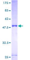 Human ULK3 Protein (Recombinant GST)