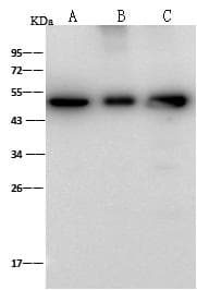 Polyclonal Rabbit anti-Mouse ENO3 / Enolase 3 Antibody (Preservative Free, WB)