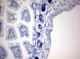 IdU / Iododeoxyuridine Antibody (clone 7C9)