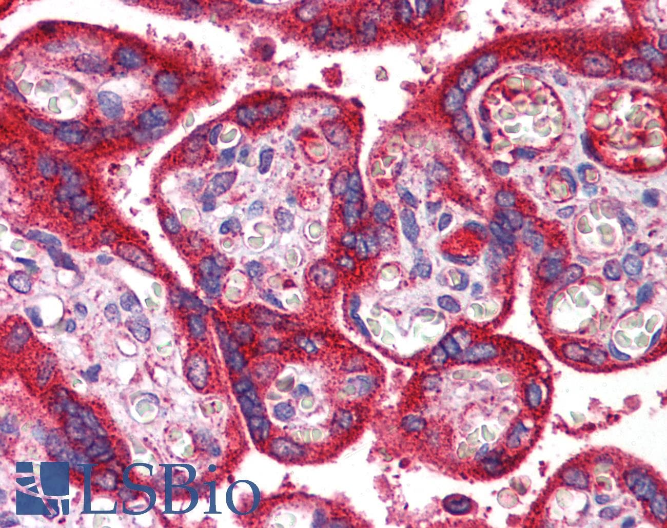 Polyclonal Rabbit anti-Mouse WNT3A Antibody (aa227-276, IHC, WB)