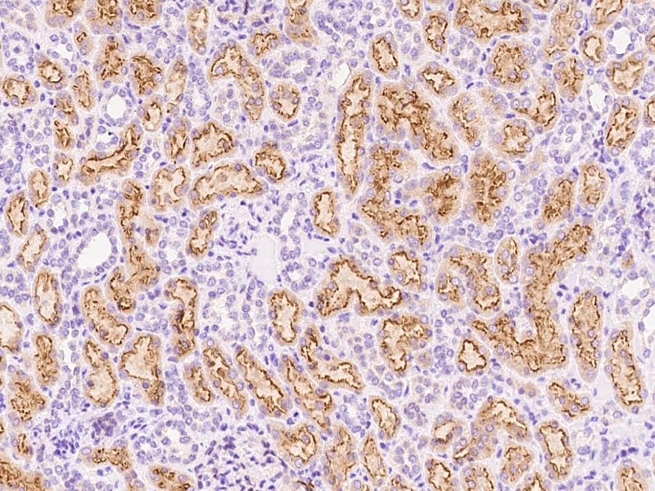 AMN Antibody (Preservative Free)