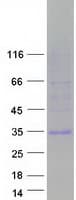 Human EGFL7 Protein (Recombinant Myc-DDK (Flag))