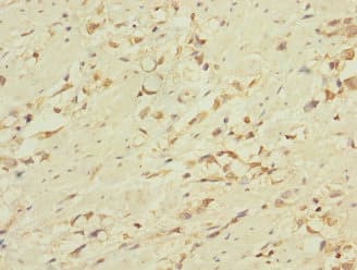 CD53 Antibody
