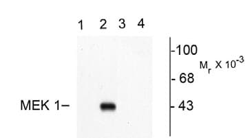 MAP2K1 / MKK1 / MEK1 Antibody (phospho-Thr292)