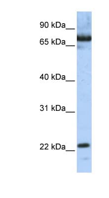 SCAND1 Antibody (N-Terminus)