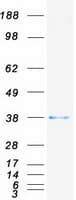Human JAM3 Protein (Recombinant Myc-DDK (Flag))