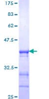 Human CLOCK Protein (Recombinant GST, N-terminus)