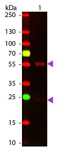 Polyclonal Goat Anti-Mouse IgG Secondary Antibody (Atto 647N, IF, WB)