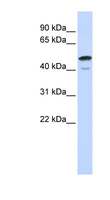 SPATA2L Antibody (aa252-301)