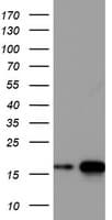 CD99 Antibody (clone OTI1E7)