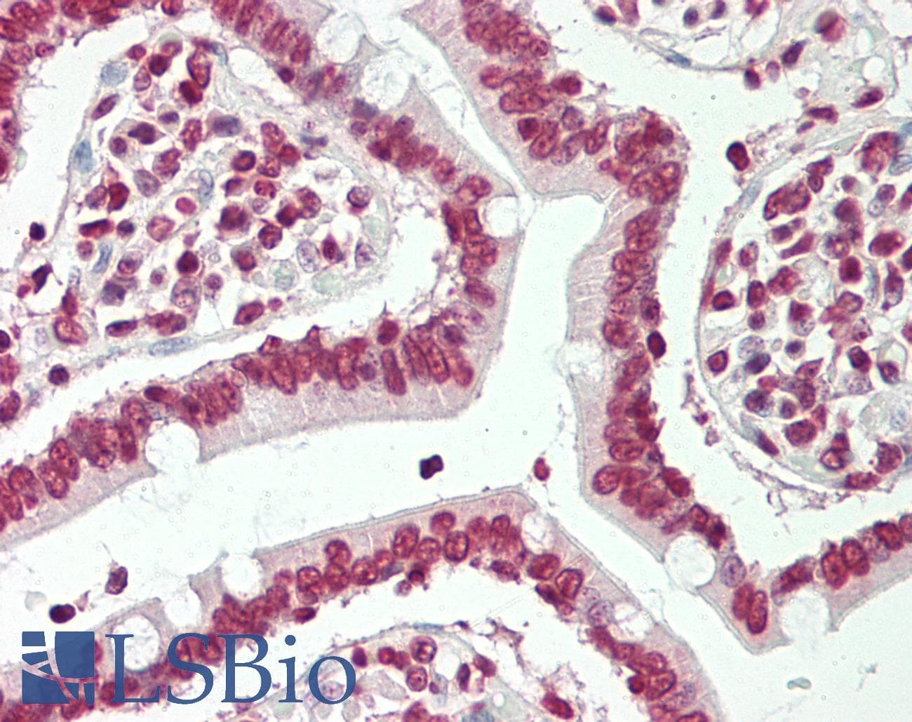 IHC-plus™ BTBD9 Antibody (aa237-262)