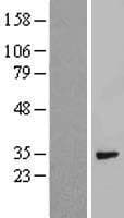 SDCBP / Syntenin Protein (Over-Expression Lysate Myc-DDK (Flag))
