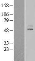 ZNF577 Protein (Over-Expression Lysate Myc-DDK (Flag))